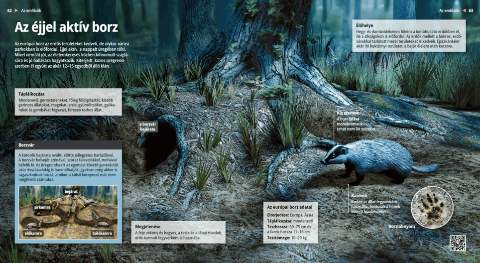 Badgers: Bedtime Burrowers