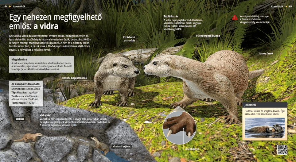 The Otter: A Super Swimmer