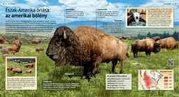 Американский бизон: гигант Северной Америки