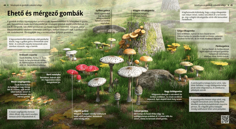 Edible and Poisonous Mushrooms