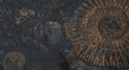 Ζωντανά απολιθώματα