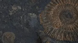Живые ископаемые
