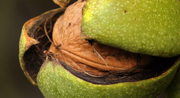 Φυτέψτε μια καρυδιά για τα εγγόνια σας