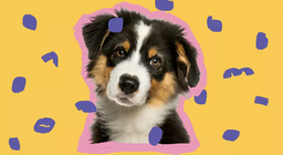 Θα ήθελες ένα κουταβάκι;