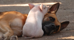 Τα γουρούνια είναι πιο έξυπνα<br>από τα σκυλιά;