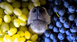 Κάνουν καλό τα σταφύλια στην υγεία μας;