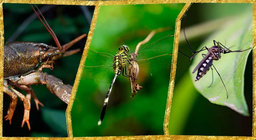 Αρθρόποδα στο νερό