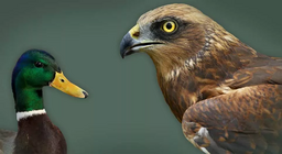 Υδρόβια και ελόβια πουλιά