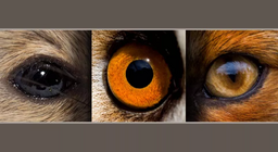 Τρωκτικά και θηρευτές