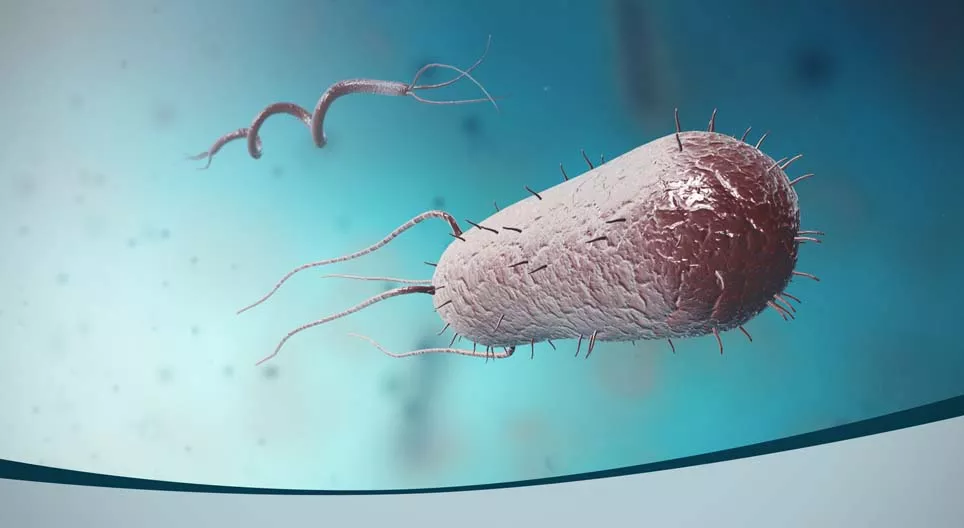 Τι μέγεθος έχουν τα βακτήρια;