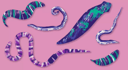 Αόρατα ζώα: τα σκουλήκια