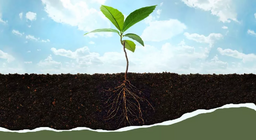 Από τις ρίζες μέχρι τα φύλλα