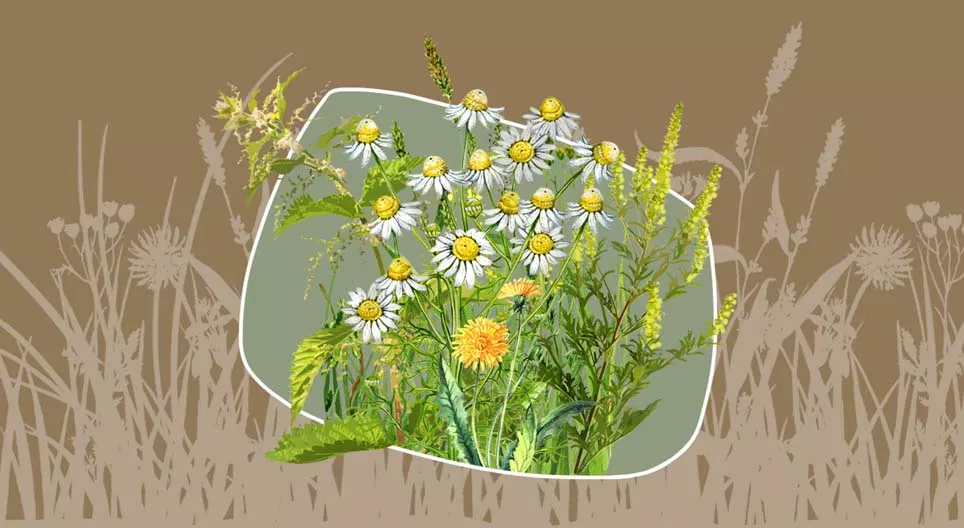 Ζιζάνιο ή βότανο;