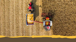 Κοινές αγροτικές καλλιέργειες