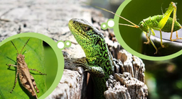 Έντομα και εντομοφάγα