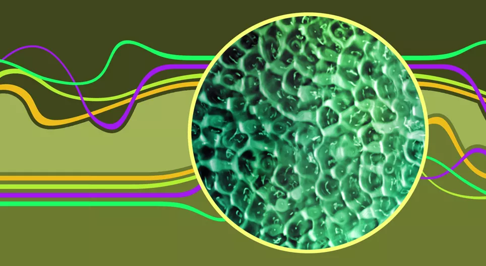 Στάσιμα κύματα