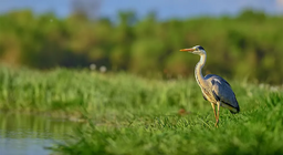 Η ζωή στο νερό και στην όχθη