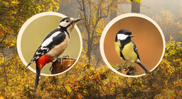 Πουλιά που φωλιάζουν στα δέντρα