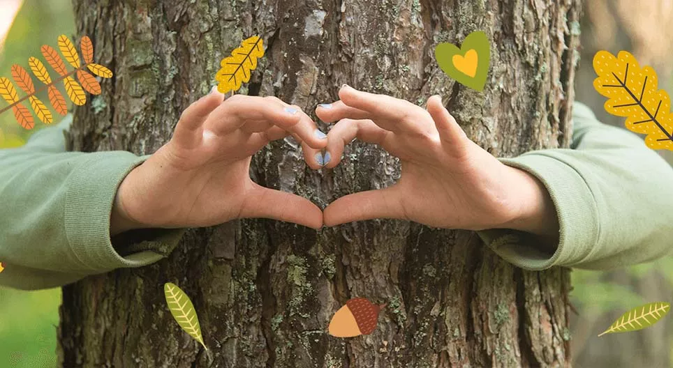 Το οικοσύστημα των δασών