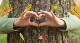 Το οικοσύστημα των δασών