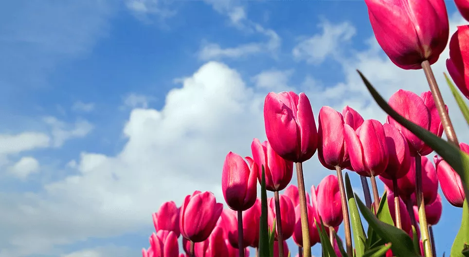 Έχετε επισκεφθεί ποτέ χωράφι με τουλίπες;