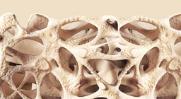 Συνδετικοί ιστοί