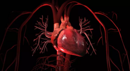 Το κυκλοφορικό σύστημα