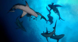 Ώρα για βουτιές!