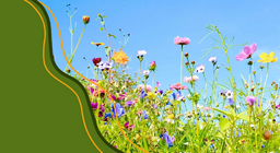 Ο κύκλος ζωής των ανθοφόρων φυτών