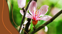 Η ανατομία των φυτών