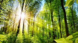 Ελάτε να γνωρίσουμε τα διαφορετικά πρόσωπα των δασών!