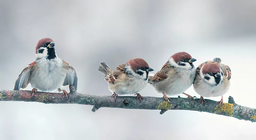 Πώς πετούν τα πουλιά; Μέρος 2