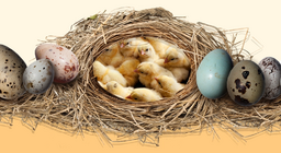 Το μυστικό των αυγών