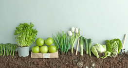 Σπόρος ή καρπός;