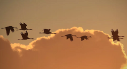 Πώς πετούν τα πουλιά; Μέρος 3