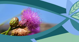 Το λουλούδι