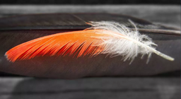 Φτερά ή πουλιά; Ποια εμφανίστηκαν πρώτα;