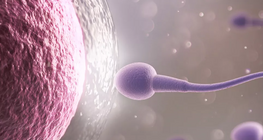 Ωάρια και σπερματοζωάρια