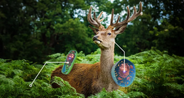 Σύγκριση φυτικών και ζωικών κυττάρων