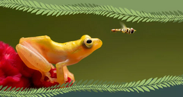 Σπονδυλωτά ή ασπόνδυλα;