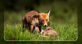 Τροφικές αλυσίδες