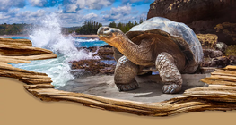 Τα μακροβιότερα είδη