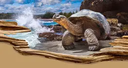 Самые долгоживущие виды