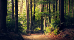 Είναι όλα τα δάση ίδια;