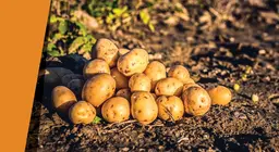 Картофельный оазис