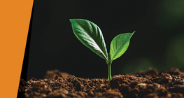 Στο σκοτάδι της νύχτας