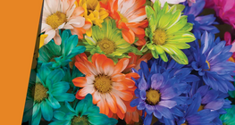 Πέταλα με χίλια χρώματα