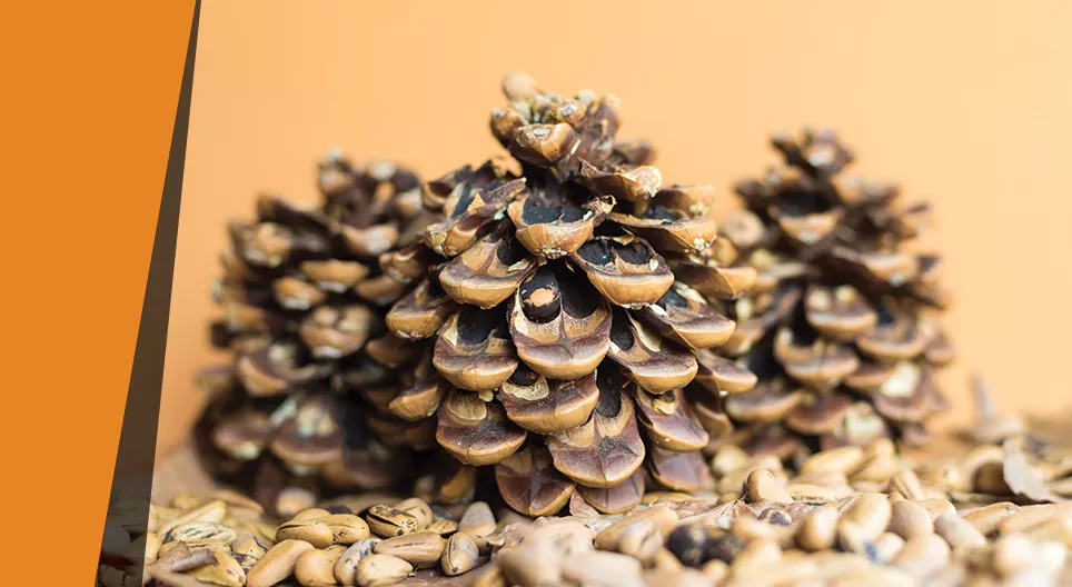 Υγρόμετρο από κουκουνάρι