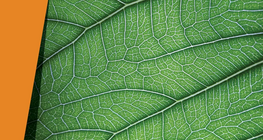 Ξεφλούδισμα φύλλων