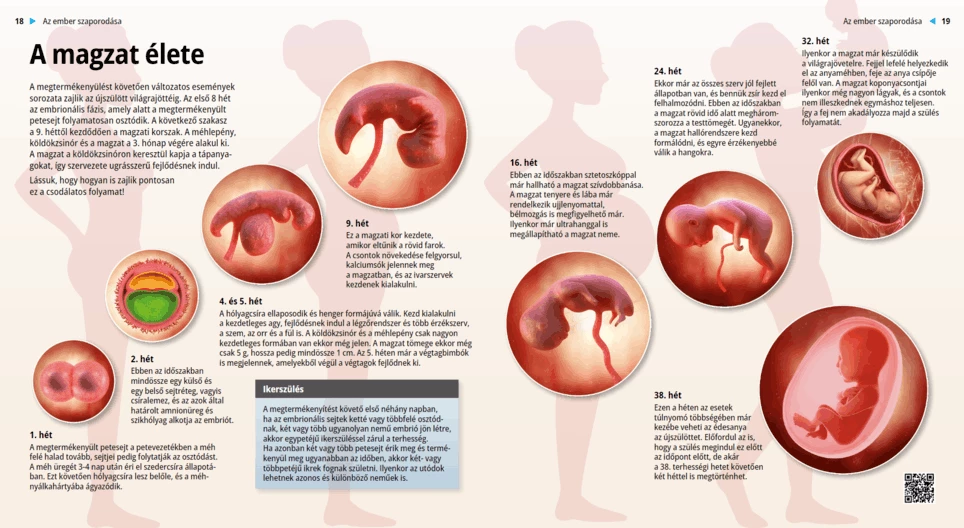 Prenatal Life